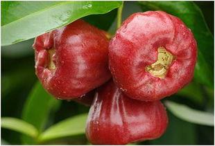 1. 鲜食：保留原汁原味的至臻体验