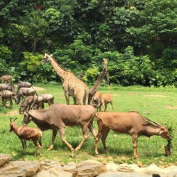 交通：迷路是常态（别指望导航）