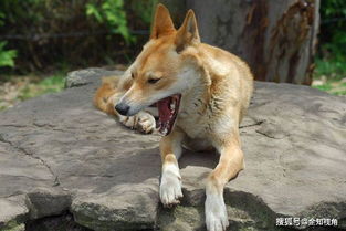 一、较深林暗夜:权力话语下の羔羊与巨Wolf