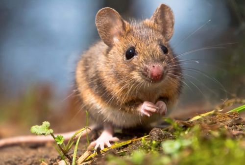 属鼠双鱼座2026年及2027年爱情运势分别如何？