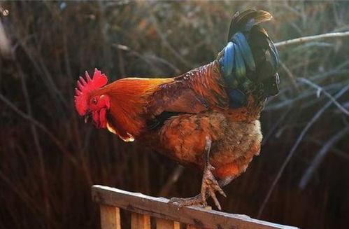 属鸡女2026年全年运势详解，招财转运物件是什么？