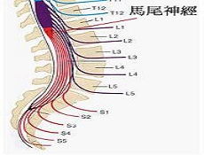 筋骨与神经：木主神经、骨骼