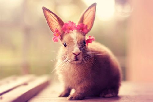 属兔9月和8月出生的性格特点有何不同？能否详细描述？