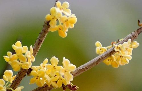 抽到桂花命是什么意思？桂花命是什么命？