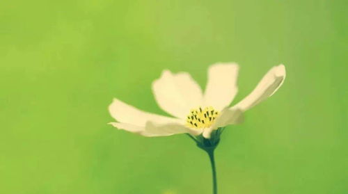 自然生物类壁纸：莲花的纯洁高雅