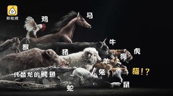 哪个生肖代表跑得最快的两腿动物，哪种两腿动物速度最快？