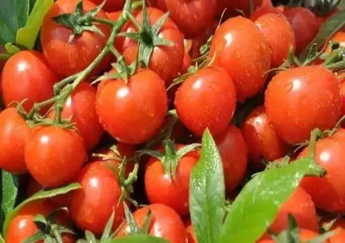 番茄の黑暗料理