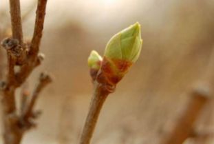 终极建议（认真你就输了！）