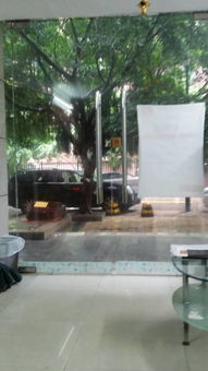 一、  商铺门口大树的风水隐患深度剖析