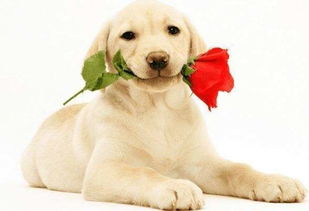 2026年属狗人正月针灸吉日和吉时分别是什么时候？