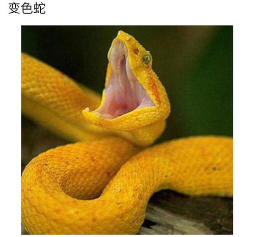 八月蛇宝宝的特殊性：