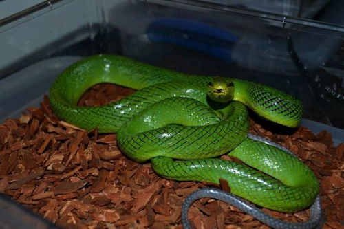 藏鼠卧蛇是哪个生肖，鼠蛇逆天指的是哪个生肖？