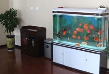 家里养鳜鱼会对家居风水产生怎样的影响或作用呢？