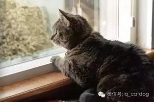 三、 特殊色彩及其延伸含义