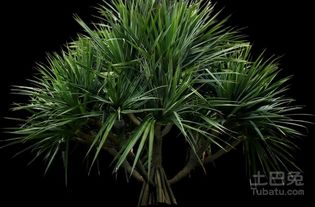 六、 龙血树及其他吉利植物的综合评估