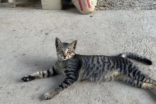 结合猫咪外貌，彰显独特个性