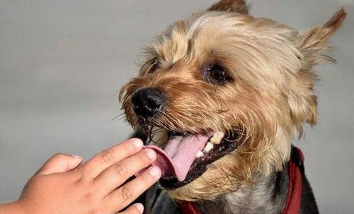 六、 家养犬只去世率探讨：病理原因及外伤风险因素