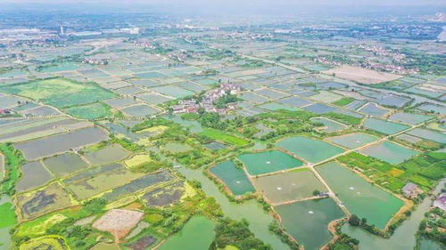 1.2 泗洪的传统节日与庆典：民俗之光