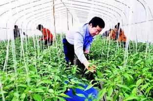 一、 先说说名字到底是个啥玩意儿