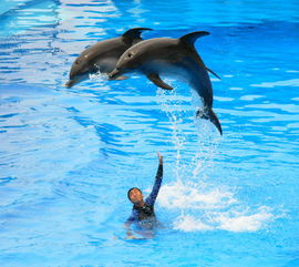 惊爆！海洋公园门票大甩卖！错过这波血亏到哭晕在厕所！