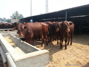 工厂附近养牛会对风水产生怎样的影响呢？