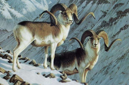 属羊人2026年多少岁？2026年属羊的人是哪一年出生的？