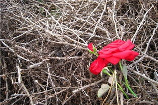 卧槽！荆棘居然这么吓人？