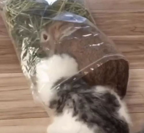 兔子的幻觉与现实的交织