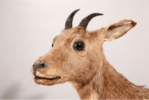 默的生肖动物是什么？戴面具的生肖动物又是哪位？