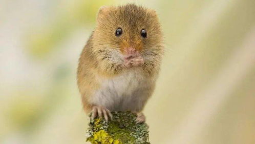 属鼠女生哪几个月出生会命苦呢？