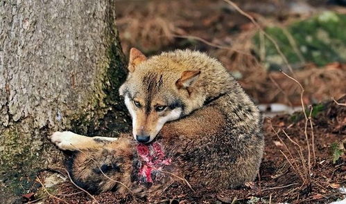 狼子野心打一动物是什么生肖？