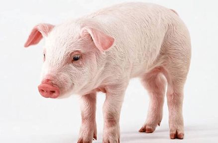 39岁！中年危机遇上桃花劫！