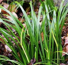 家里养石菖蒲对家居吉凶有影响吗？