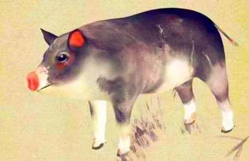 1971年属猪女五行缺什么，金命缺什么具体指什么？