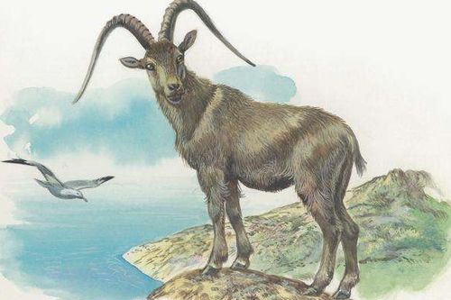 2026年属羊人1月运势和12月运程具体如何？