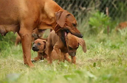 4.2 母犬分娩前24较小时体温持续下降趋势探讨