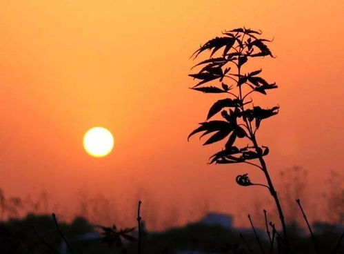 啊！杏子！熟透了的杏子！