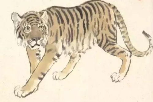 属虎命水旺如何通过调整招财转运？