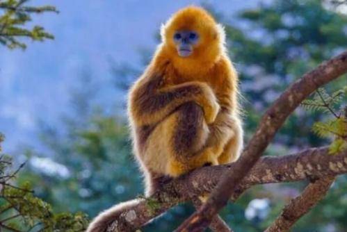 2026年属猴的人7月份爱情运势如何，哪个月份最为吉利？