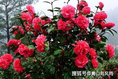 种茶花在花园风水上合适吗？