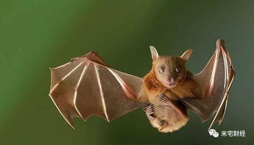 蝙蝠频繁进屋预示着什么？是蝙蝠进宅无事不来的吉兆吗？