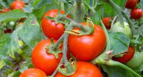 寓意深长，诗意盎然的水果店，您在哪里嫩找到？