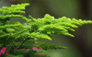 二、 具毒性或易致皮肤过敏者