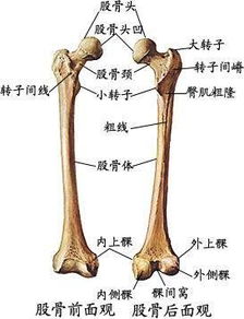 ：悬梁刺股的文化意象与现代误读