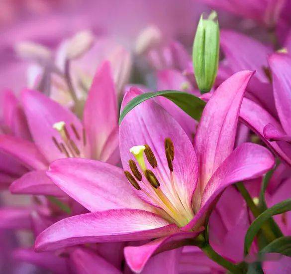 风水学微信头像适合用哪种花来提升运势呢？