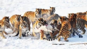 攀龙附凤也无功，指的是哪种生肖和动物？