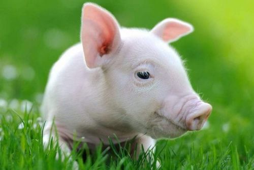 ：丙申年十一月属猪人运势概况