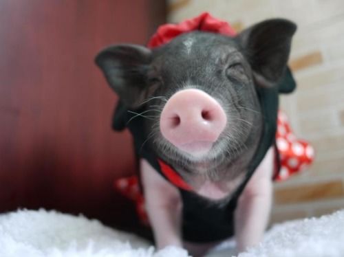 95年属猪男和97年属牛女婚姻相配吗，他们的婚姻生活会幸福吗？