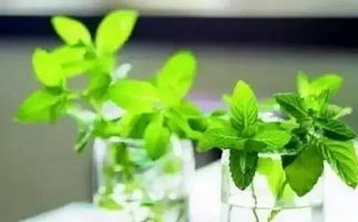 注意事项与养生建议