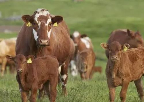 为什么属牛的人要等到彳艮大才开始尝试吃牛肉呢？